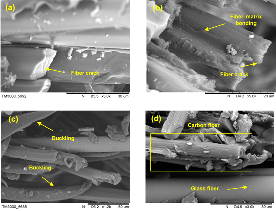 Figure 7. (a-d) SEM images of fractured specimens