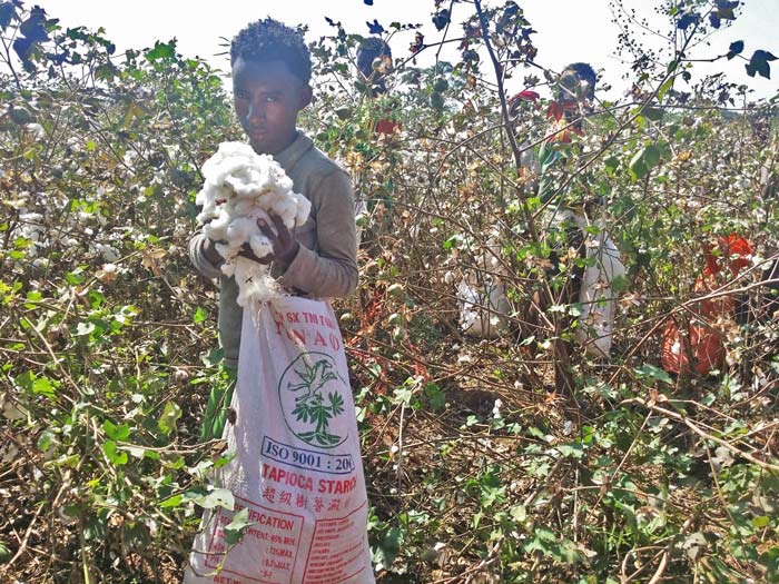 India to produce less cotton than earlier estimates