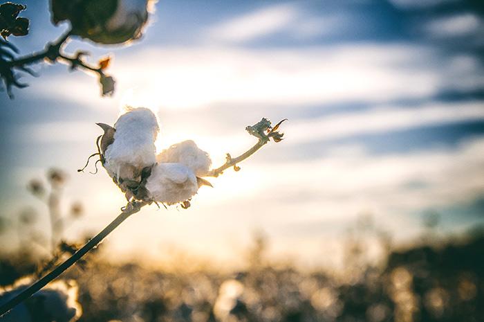 Changing landscape of cotton and textile engineering education