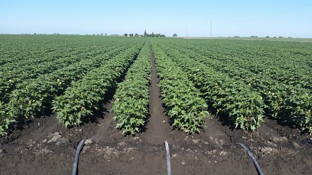 Indian market likely to see further drop of cotton price