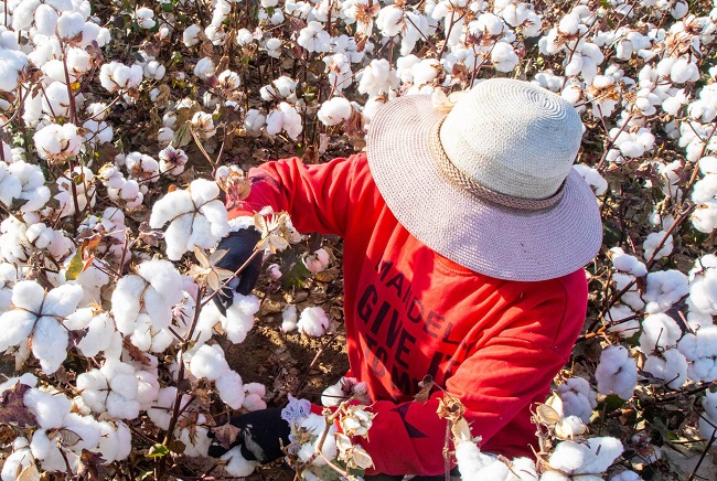 research-and-innovation-for-sustainable-cotton-production-in-bangladesh