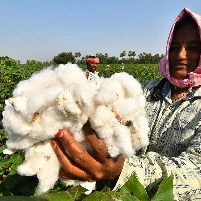 India striving to the largest cotton producer