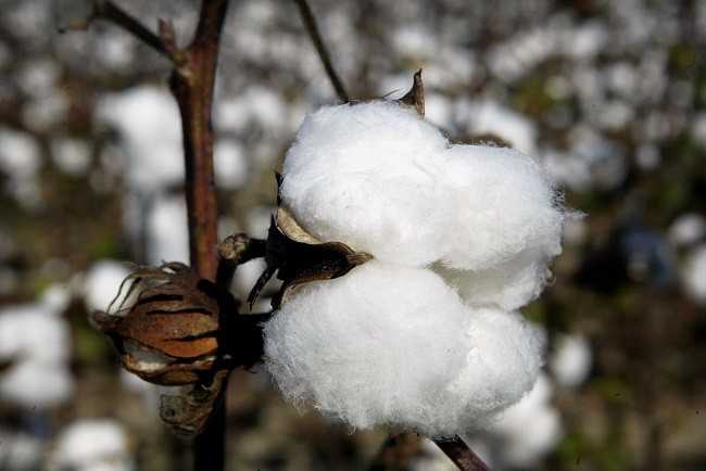 Indian cotton price may increase by mid-2023: CAI