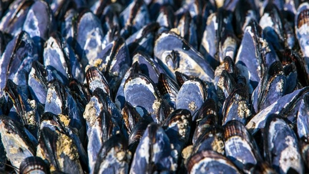 Recently developed shellfish-inspired solution can clean textile wastewater