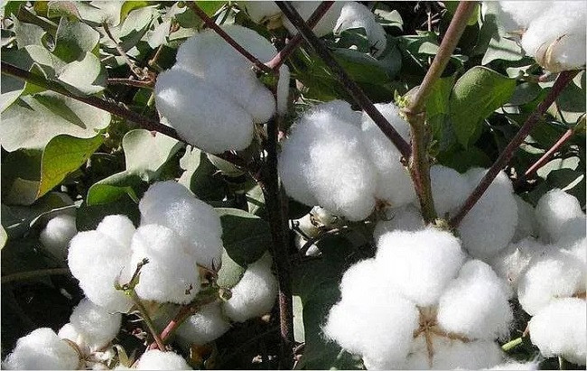 Everything you wanted to know about growing cotton