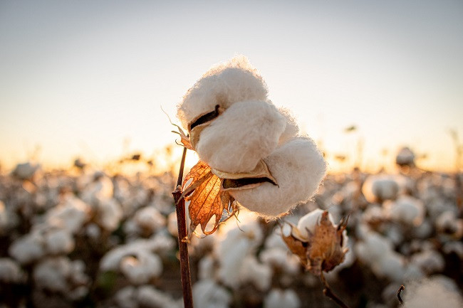 USDA October report shows significant revisions in U.S. cotton production