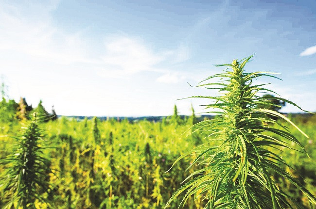 Hemp: The sustainable alternative to cotton