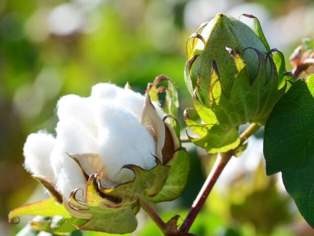 Cotton import forecasts: required steps for Bangladesh's textile sector