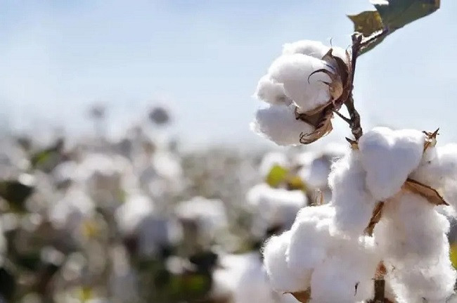 US upland and Pima cotton see significant surge in sales