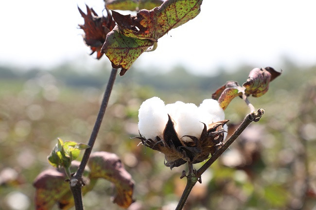 Global cotton production set to rise by 1.2mn bales in 2024-25