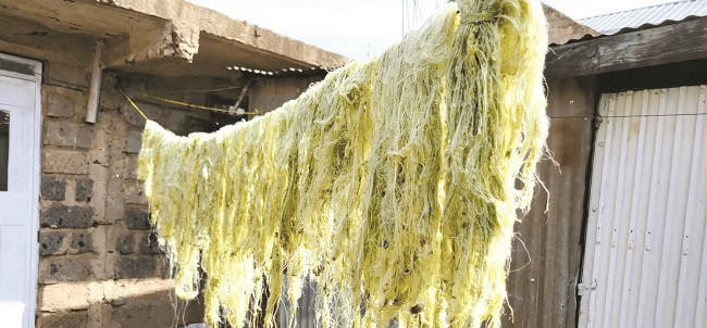 Transforming agricultural waste into sustainable fashion
