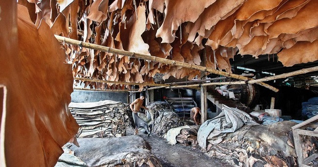 Inexperienced slaughtering practices causing major rawhide loss