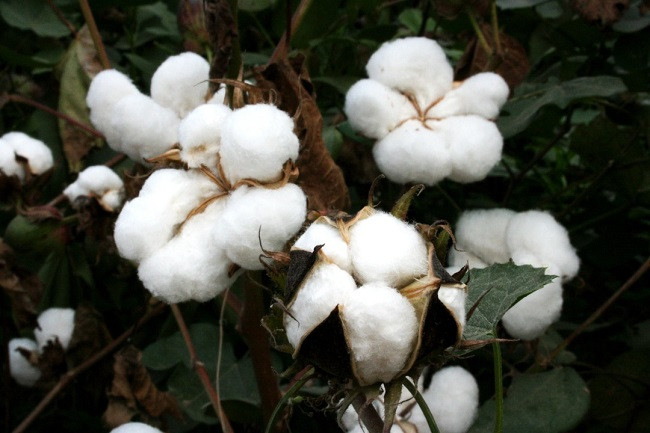 New cotton alternatives gain ground as industry shifts toward sustainable raw materials